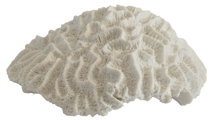 Coral Brain White X Large